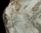 Araucaria Petrified Wood Slab - x #6777-2